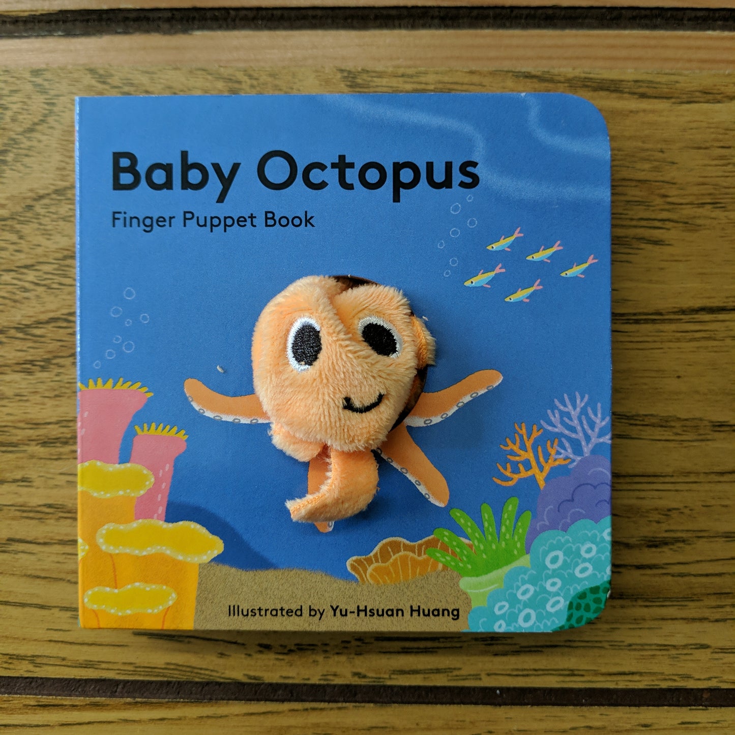 Baby Octopus