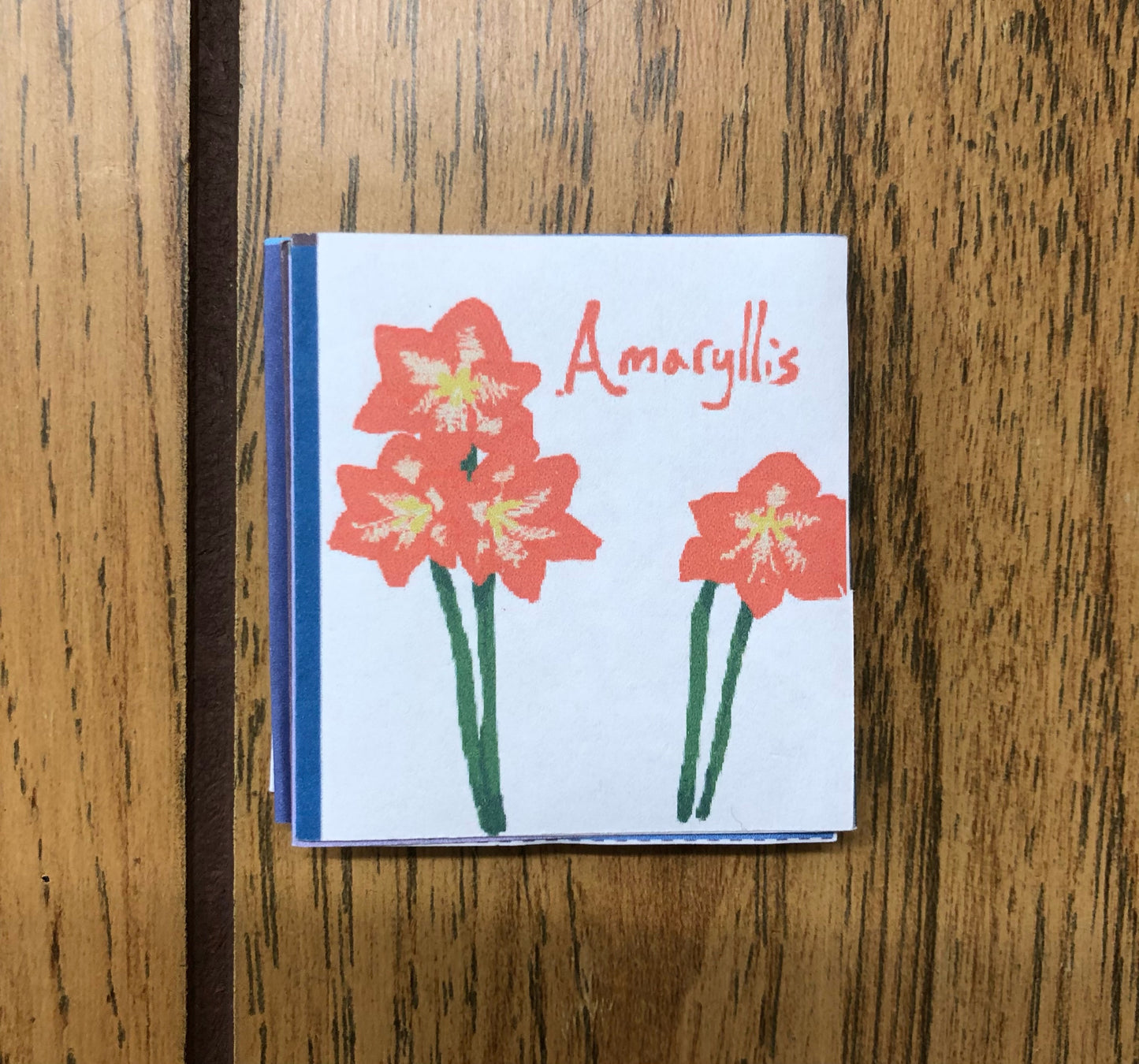 Amaryllis